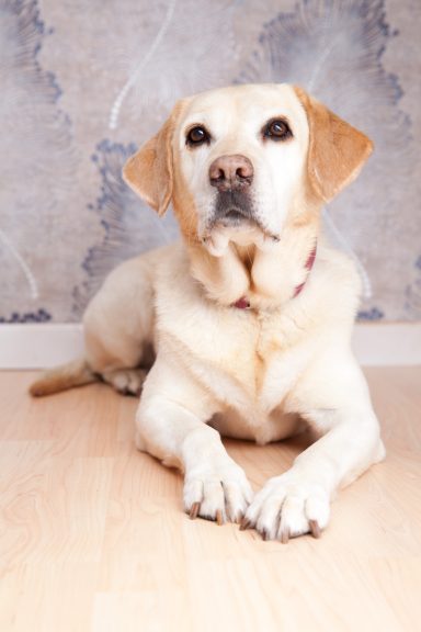 Ein gelber Labrador liegt entspannt auf einem Holzboden vor einer grauen Wand.